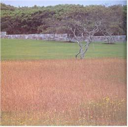 Meadow Restoration Conversion of Turf to Meadow Design Considerations 1.