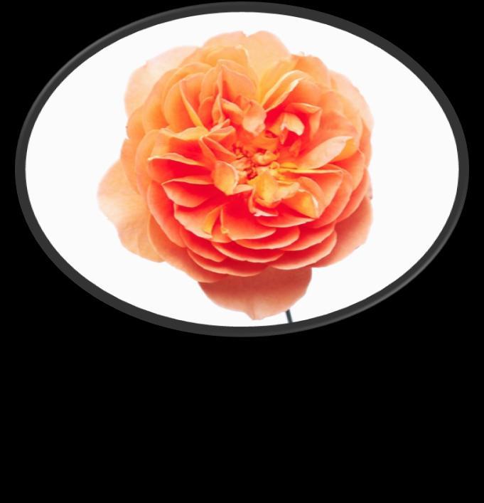 Bloom Forms of Roses Today, we are going to look at the following bloom forms: 5 Petal Shaped Rose Bloom