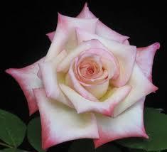 Pointed Shaped Roses Pointed-form roses are mostly found in the