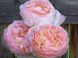 Rosette Shaped Roses These roses have a great many petals that often grow in an uneven pattern.