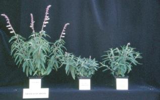 Lamiaceae Response to PGRs Research from Virginia Tech reveals the PGRs that work best for crops such as lavender, lamium and coleus.