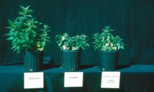 Salvia, Scutellaria, Stachys and Teucrium.
