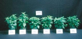 Current research results on Lamiaceae response to PGRs only covers about 12 genera, which includes 18 different species or cultivars, but the major flowering species have been tested (information