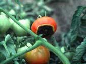 prevent blossom end rot in tomatoes by adding calcium to the soil Blossom end rot is