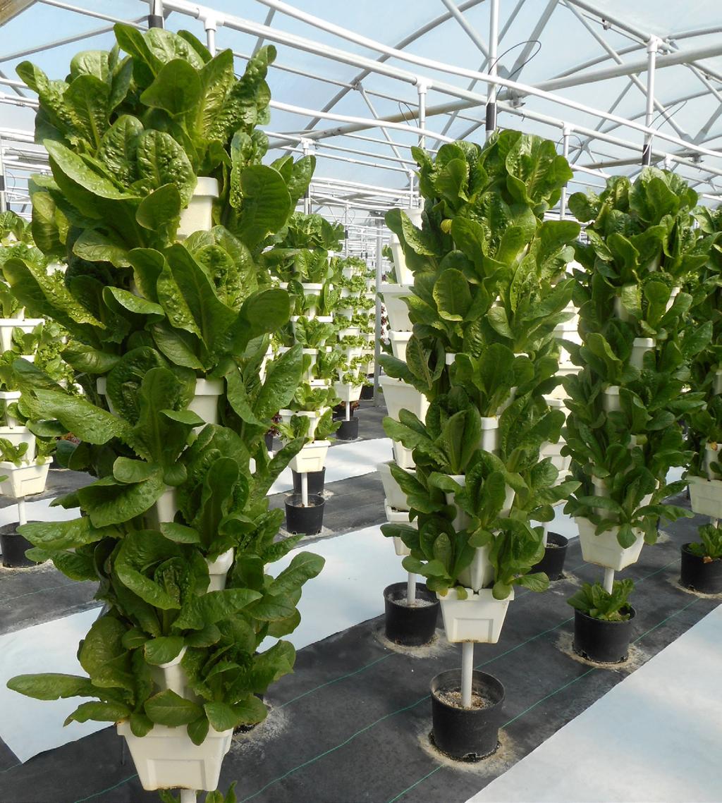e-gro Alert - 2015 leaf marginal necrosis is to avoid environmental conditions which can cause high soluble salts to build up in margins of old lettuce leaves. Avoid high nutrient solution EC.