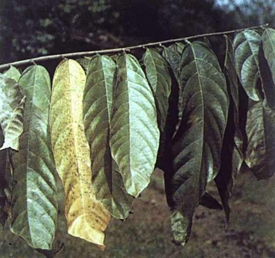 IMPORTANCE VASCULAR STREAK DIEBACK The disease is found in most cocoa growing areas in South East Asia.