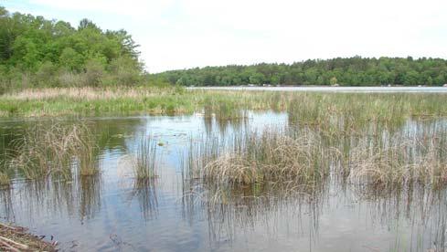 Bulrush, wild rice and other emergent aquatic plants offer shelter for insects and young fish as well as food, cover and nesting material for waterfowl, marsh birds and muskrats.
