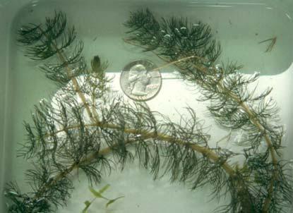 locations and depths as flat-stem pondweed (Figures 13 and 14). arrow-leaf and flat-stem pondweeds are both rooted, perennial plants with grass-like leaves.