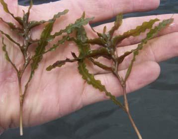 Figure 20. Life cycle of Curly-leaf pondweed (Potamogeton crispus).