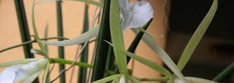 Brassavola comes from the botanical family Orchidaceae and is a genus of 20 orchid species.