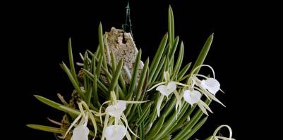 Cultivation Tips Light and temperature: Similar to the other genera in the cattleya alliance, Brassavola species require a fair bit of light to reward its grower with constant blooms.