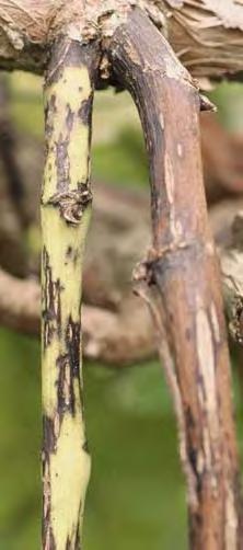 Fungicides for Phomopsis cane and leaf spot management Bud Break to Bloom