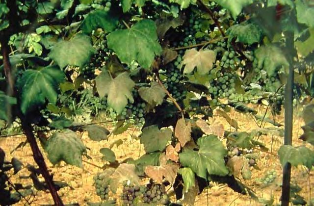 Foliage Infection