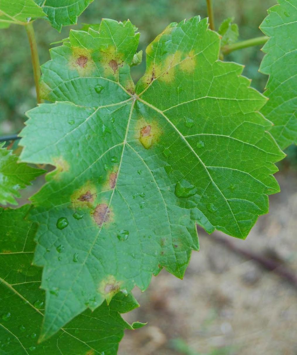 Downy Mildew (Plasmopara viticola)