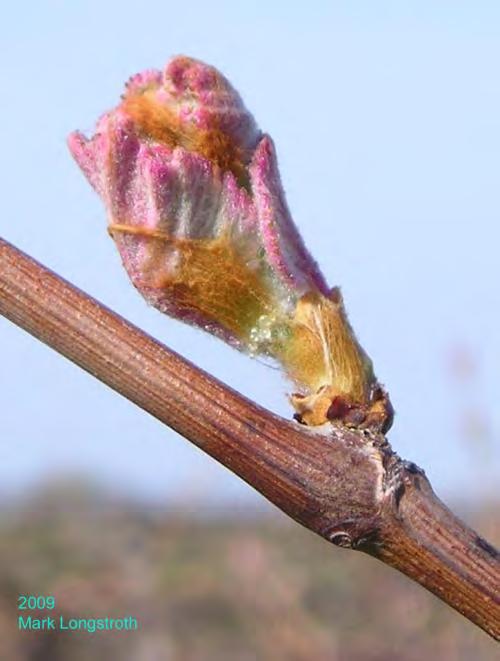 Early Season Control of the Major Grape Diseases is Absolutely Critical.