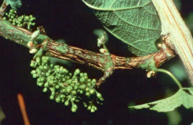 Phomopsis Cane and Leaf Spot