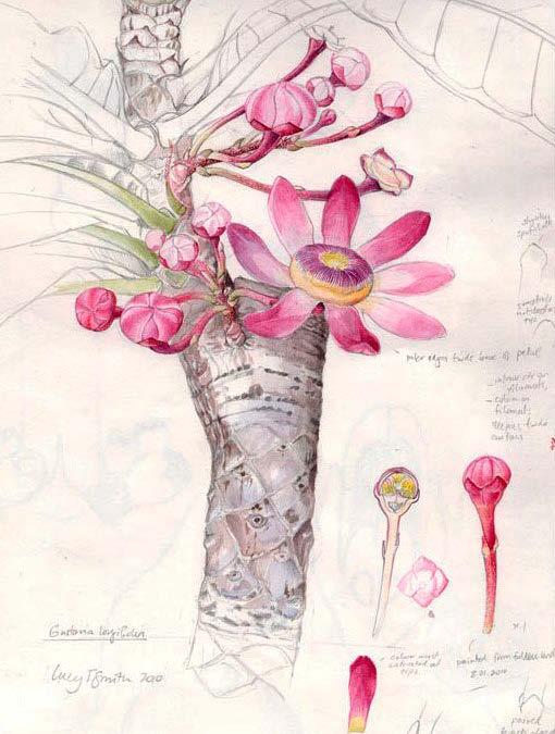 Creating a botanical sketchbook Tuesday 1 Thursday 3 May OR Tuesday 22 Thursday 24 May Time: 10.30am - 4pm Tutor: Lucy T Smith This three-day course will teach you how to keep a botanical sketchbook.