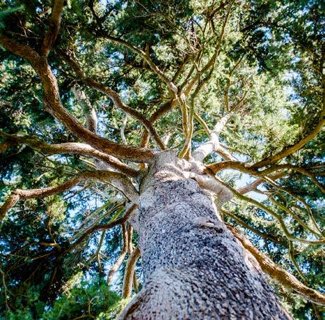 Photographing trees Tuesday 24 Wednesday 25 October 10.30am 4pm Tutor: Edward Parker This popular course is designed to explore ways of producing superb photographs of trees.