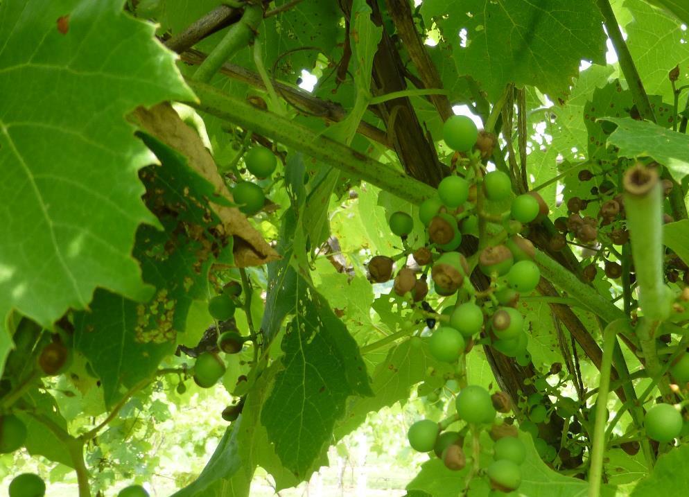 Primary pests of concern for cold-climate grapes Diseases: Phomopsis Black rot Powdery mildew Anthracnose Downy