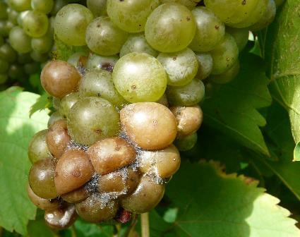 Botrytis: Management Bunch rot most concerning, but fungus infects any green tissue Spore production greatest @ bloom & veraison Prevention (early season management) Cultural