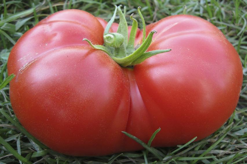 No store-bought tomato can compare with the flavor of a vine-ripened tomato picked from the garden at its peak of ripeness.