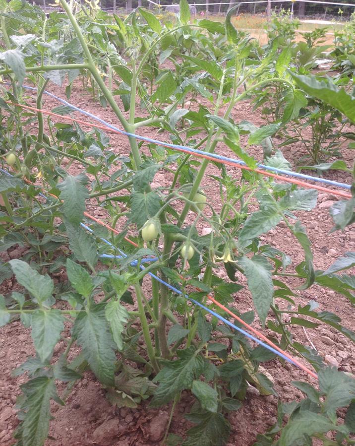 This paste type tomato, for canning, is just beginning to set its first fruits. It is staked using the basket weave system.