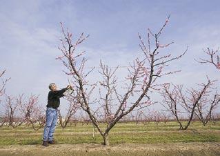 RESEARCH ARTICLE Labor costs may be reduced... Research yields size-controlling rootstocks for peach production Theodore M. DeJong R. Scott Johnson James F.