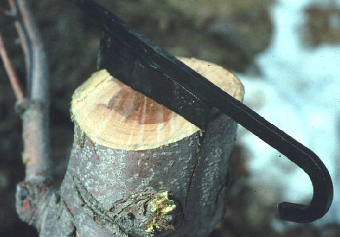 Alternatively, individual branches within an older tree can be top-worked using this same technique.