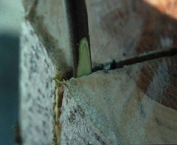 Figure 13: The knife point marks the cambial zone of the stock. It separates the bark from the hard wood inside. Photo: W.