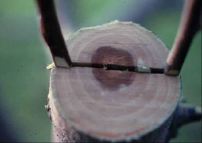 The other side is often tapered at the tip to make joining the scion to the stock easier. Figure 15: A completed cleft graft - sealing with grafting compound is the next step. Photo: W.