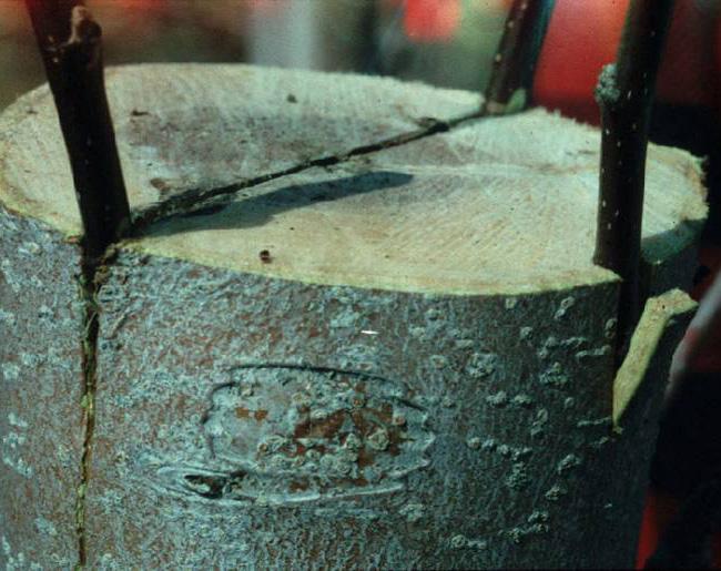 Figure 17: Scion seated in slot cut in bark of scion. Photo: W.