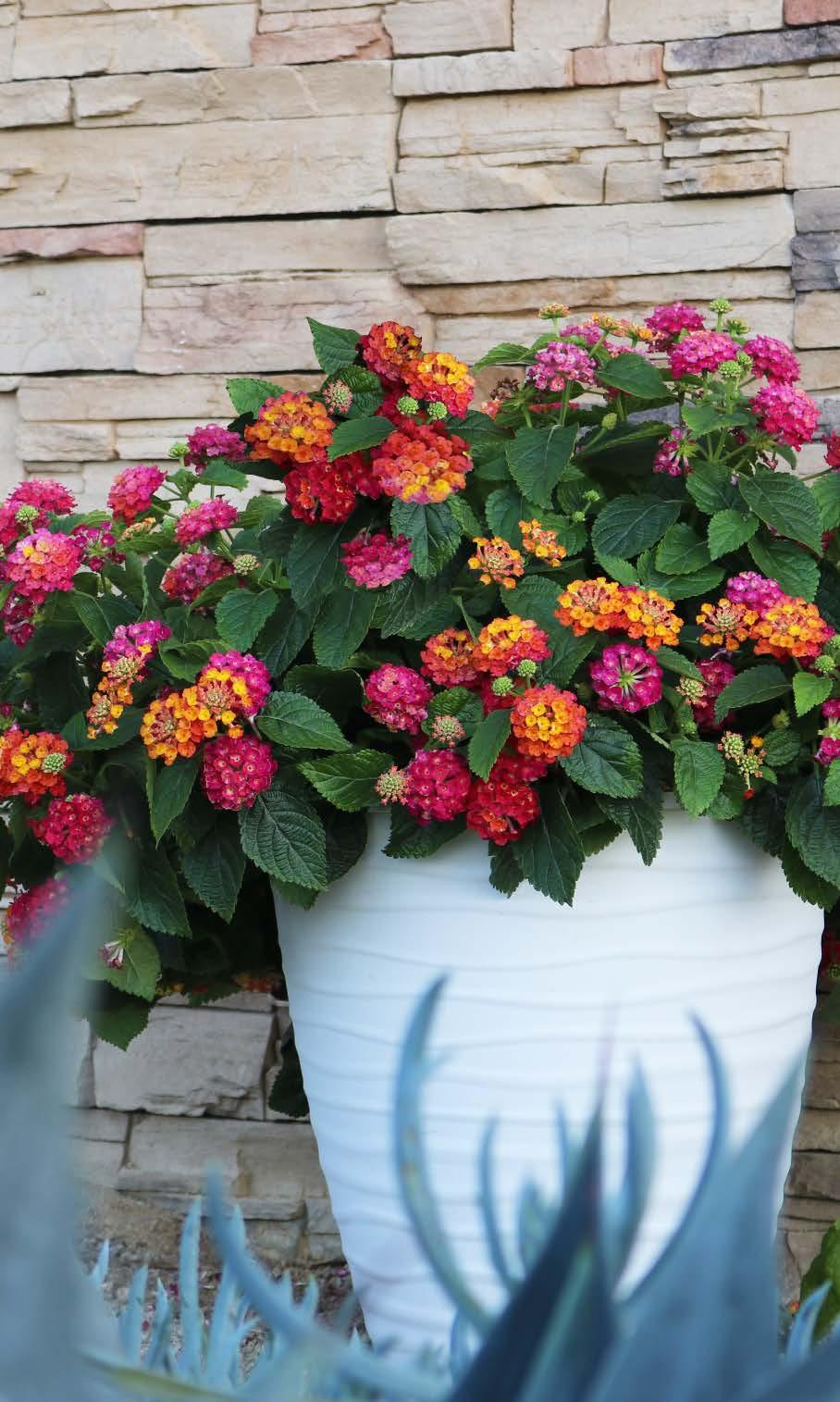 Lantana Heat-loving lantana series with low seed set Havana Pink Sky 72196 Reduced flower cycling Well-branched with