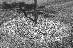 Sustaining the Newly Planted Tree Mulching the ground around newly installed trees will help conserve moisture, reduce turfgrass and weed competition, and eliminate potential damage from lawn mowers