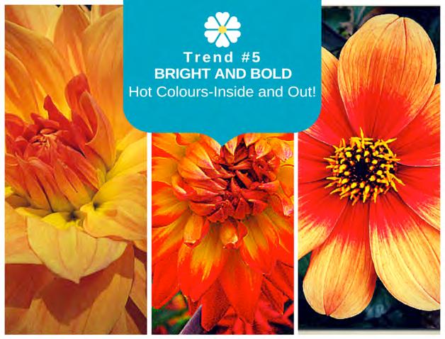 S E Q U O I A C L U B Tired of another long winter? Canadians will crave bold, bright, and hot colours that represent heat in their gardens. Oranges, reds, and yellows will be HOT in 2015.