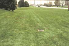 Stream Corridor  Turf grass