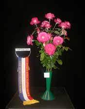 of Decorative Roses 4-6 Stems/Cuts Same Cultivar