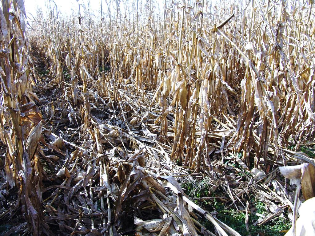 Stalk rot diseases of corn are common, occurring in every field to some extent. Each year stalk rot diseases cause about 5 percent yield loss.