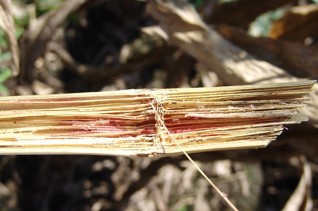 in the absence of a host. Fusarium verticillioides also causes stalk rot in sorghum and seedling and ear rot diseases in corn.