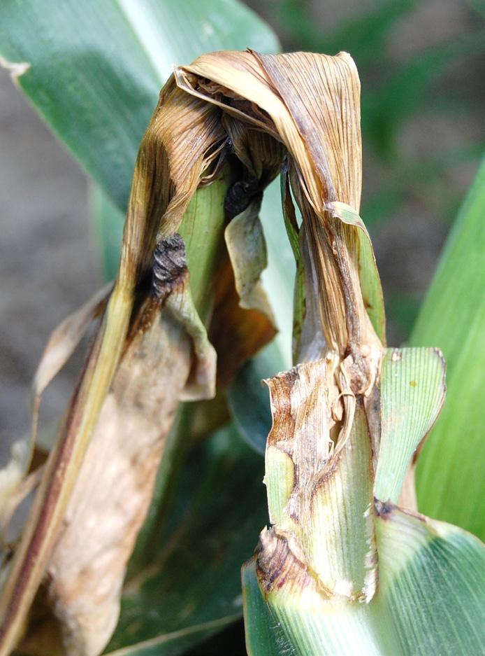 Figures 12 and 13. Symptoms of bacterial stalk rot, which may be accompanied by a foul odor. Figure 15.