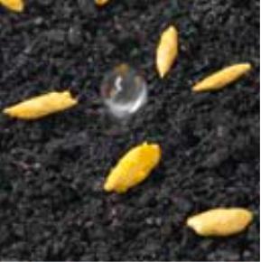 Seed Coating Technology Seed coating is the application of different substances, layer by layer,