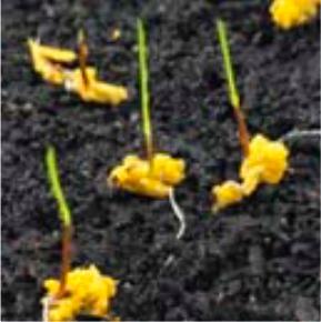 The advantages of this advance in seed technology can also be applied when sowing mixtures.