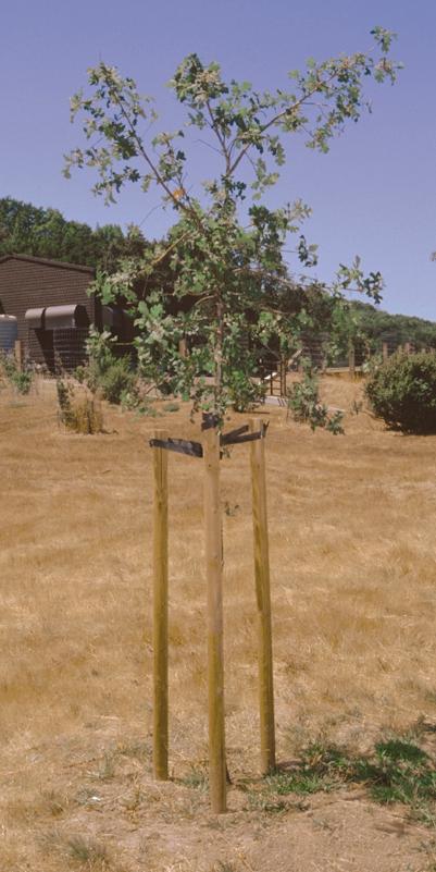 PLANTING LANDSCAPE TREES 3 STAKING Newly planted trees may need staking for protection, anchorage, or support (fig. 2).