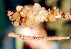 The crystals transpierced by the roots of the plant will then graft a corresponding number of synthesis nodules associated for several years (3 to 5 years) with the root system of the plant, whose