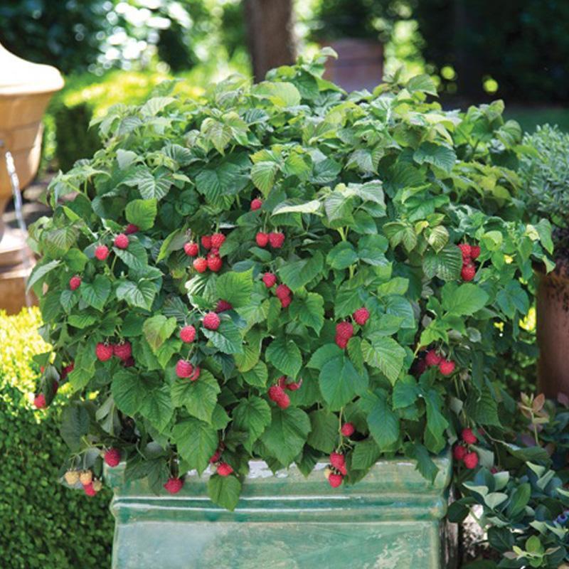Through the seasons Follow this list of tasks for floric (summer-bearing) red, yellow, black, and purple raspberries.