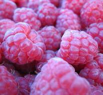 Red raspberries grow well throughout New England, but black and purple raspberries and blackberries lack the hardiness to be grown north of well-sheltered sites in southern Maine and New Hampshire.