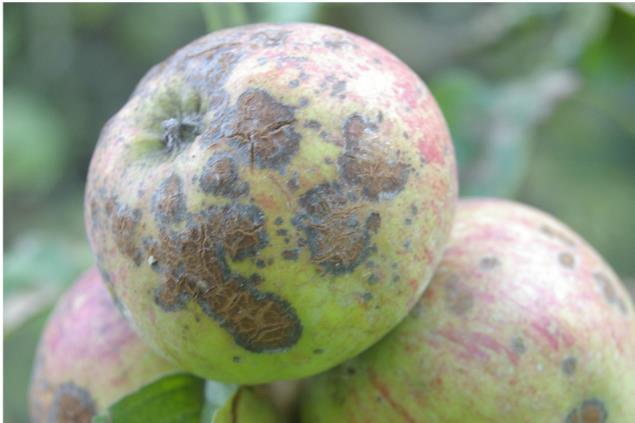 Common disease problems Brown spots on leaves and fruit The most common cause of this is apple scab (due to the fungus Venturia inaequalis) which is a problem on susceptible varieties during wet