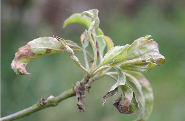 Infection occurs mostly during April-June, particularly when leaves remain wet for prolonged periods.