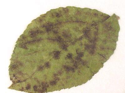 Apple scab Most common crabapple disease Begins as olive-green leaf spots with fuzzy