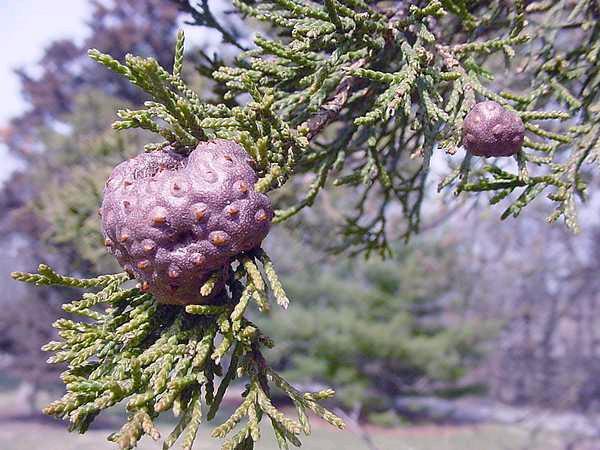 Cedar Hawthorn Rust