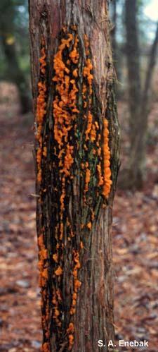 Cedar Quince Rust Does